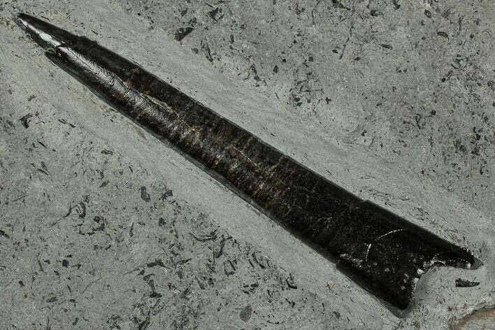 Fossil Belemnite (Acrocoelites) Rostrum - Germany #335228